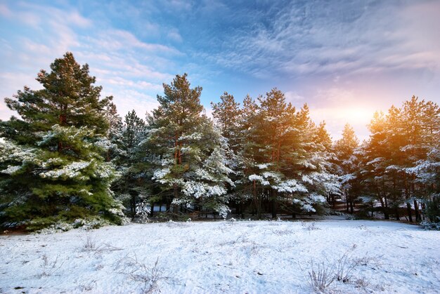 Paisagem de inverno. composição da natureza.