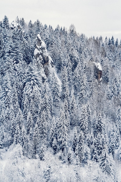 Paisagem de inverno da floresta de neve e rochas Lugar para texto ou publicidade