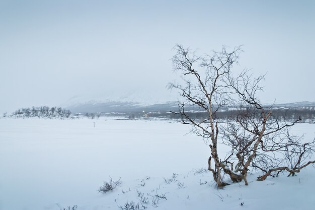 Paisagem de inverno da tundra