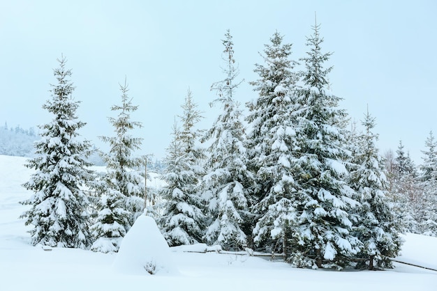 Paisagem de inverno das montanhas dos Cárpatos