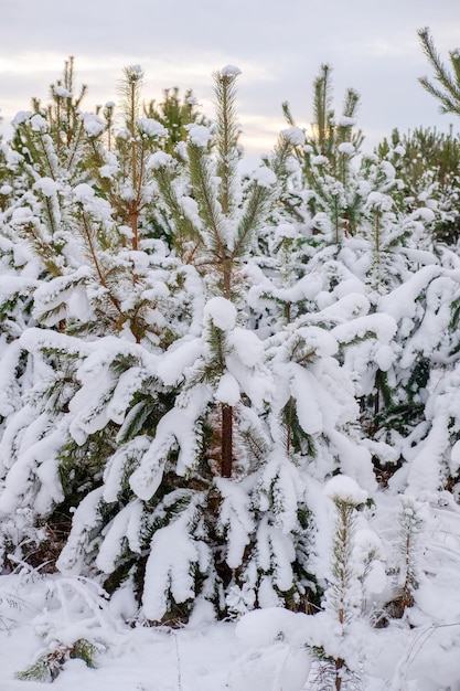 Foto paisagem de inverno de árvores nevadas floresta de inverno árvore de natal na neve clima de natal