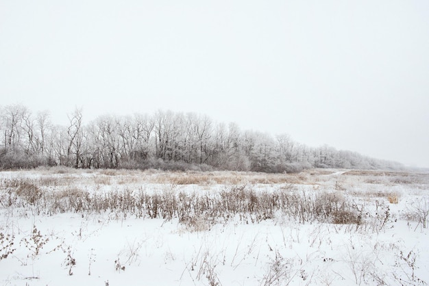 paisagem de inverno de campo nevado