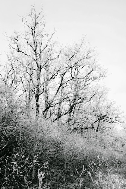 paisagem de inverno de campo nevado