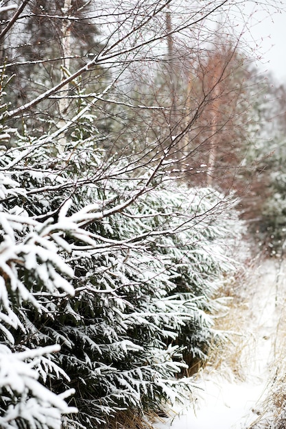 Paisagem de inverno de campos rurais e estradas na neve