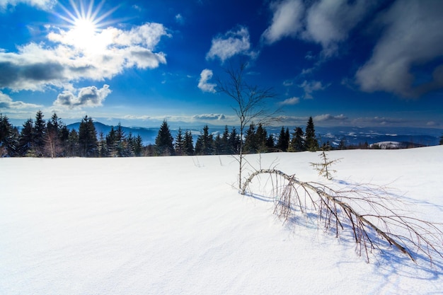 Paisagem de inverno de montanha Spruce árvore floresta coberta pela neve na paisagem de inverno