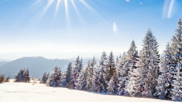 Paisagem de inverno de montanha Spruce árvore floresta coberta pela neve na paisagem de inverno