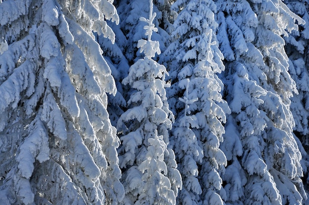 Paisagem de inverno de Natal com abetos cobertos de neve