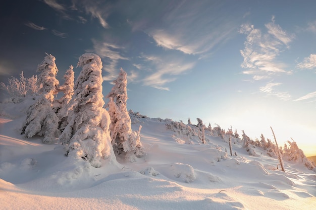 Paisagem de inverno durante o pôr do sol pinheiros cobertos de neve nas montanhas