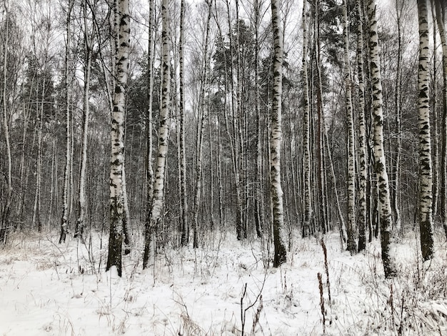 Paisagem de inverno em birch grove. Natureza com troncos de bétula nevada