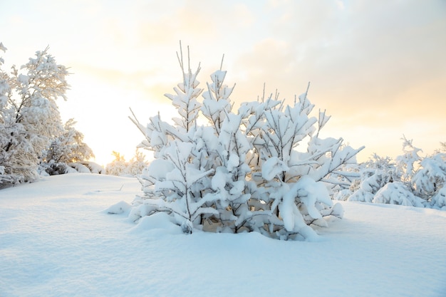 paisagem de inverno em um dia ensolarado