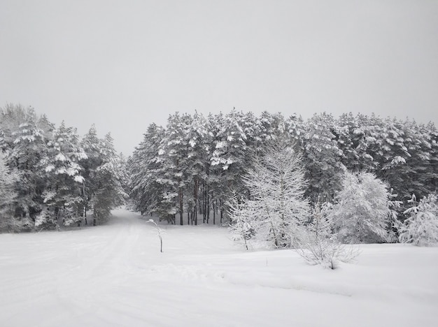 Paisagem de inverno. Escada de inverno coberta de neve branca. Árvores na neve.