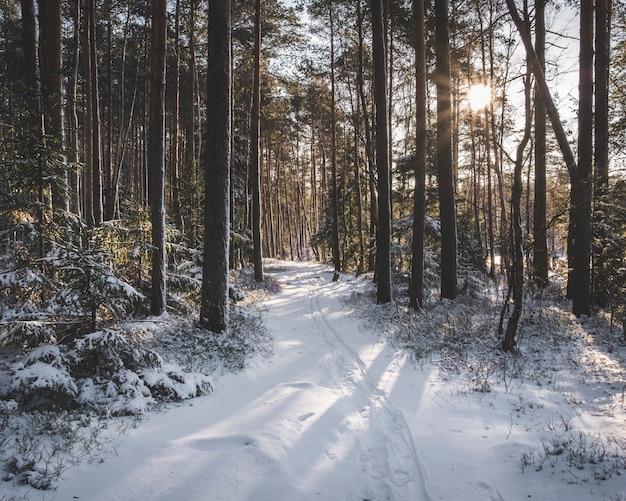 Paisagem de inverno, estrada com neve na floresta de abetos