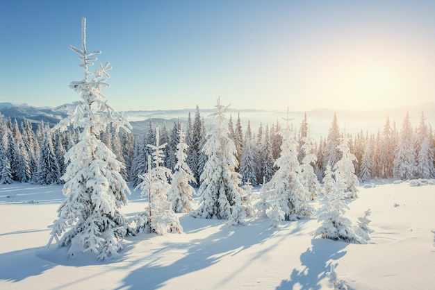 Paisagem de inverno fantástico nas montanhas da Ucrânia