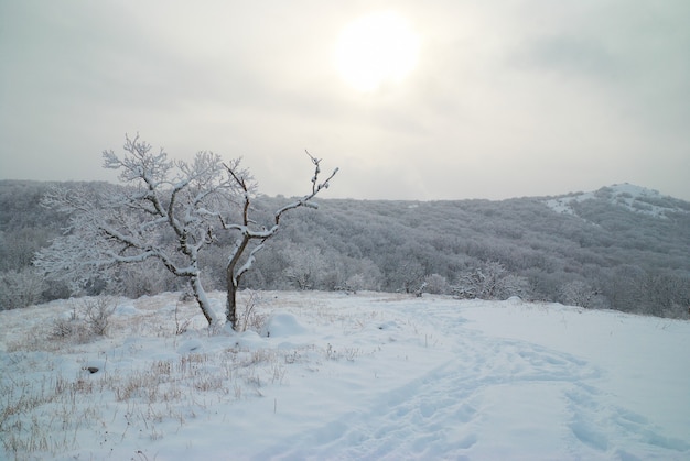 Paisagem de inverno - floresta gelada com belas árvores