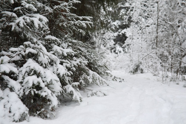 Paisagem de inverno. Floresta sob a neve. Inverno no parque.