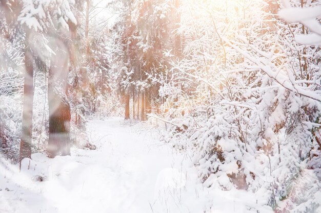 Paisagem de inverno. Floresta sob a neve. Inverno no parque.