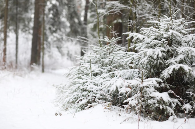 Paisagem de inverno. Floresta sob a neve. Inverno no parque.