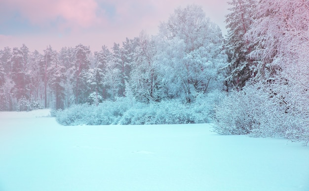 Paisagem de inverno. Fundo de Natal com flocos de neve brancos. Luz do sol na floresta de inverno. Letônia