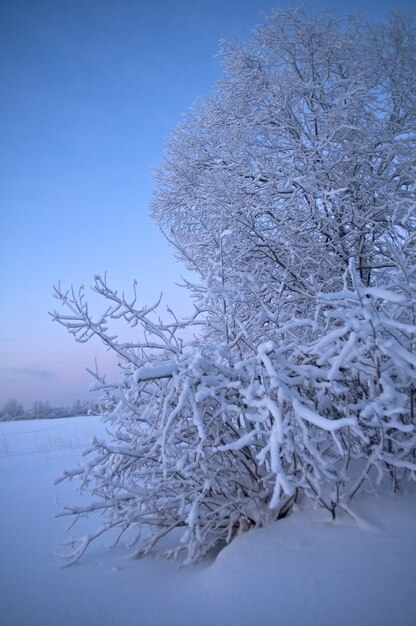 Paisagem de inverno. galhos de árvores e arbustos cobertos de neve