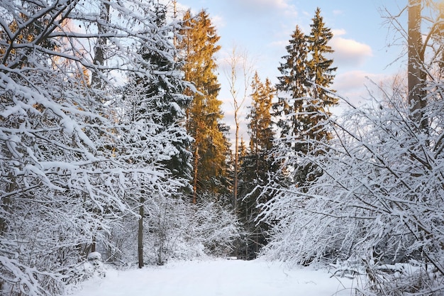 Paisagem de inverno gelado na floresta de neve