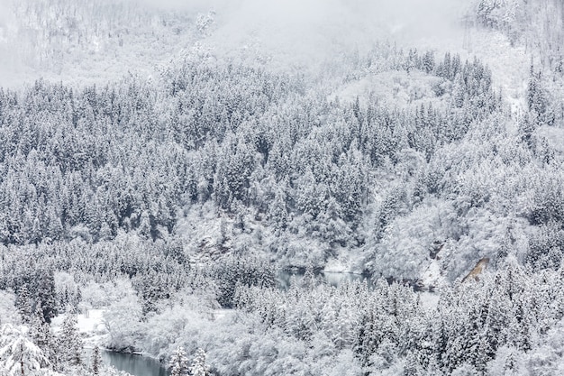 Paisagem de inverno mais froest