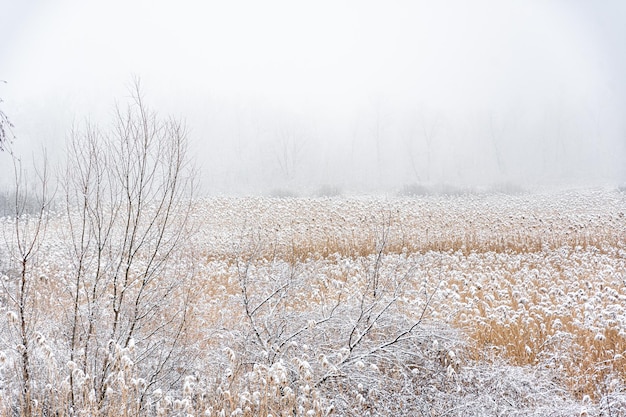 Paisagem de inverno. Manhã no pântano. Névoa e juncos.