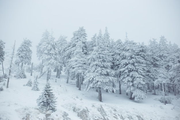 Paisagem de inverno montanha. Bela natureza e árvores panorâmicas, nas montanhas.