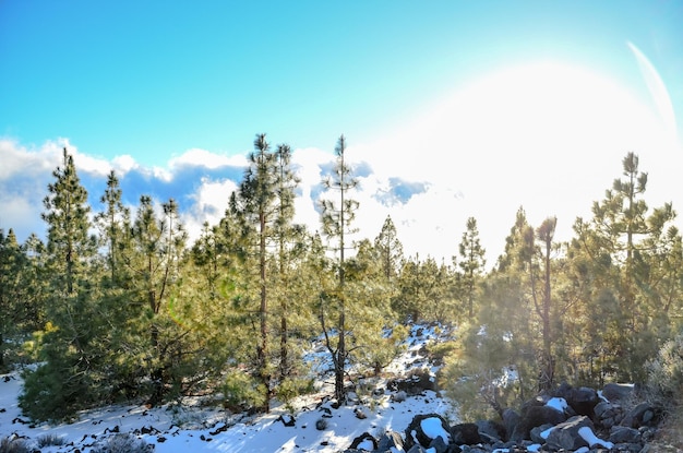 Paisagem de inverno na Cordilheira Alta