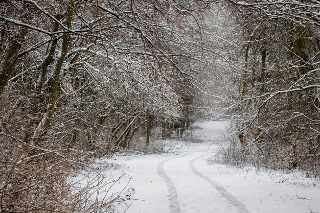 Paisagem de inverno, na floresta as árvores estão cobertas de neve, no meio da floresta - a estrada