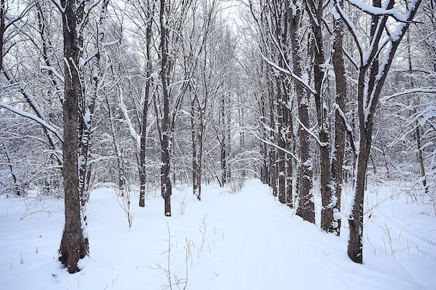 paisagem de inverno na floresta / clima de neve em janeiro, bela paisagem na floresta de neve, uma viagem ao norte