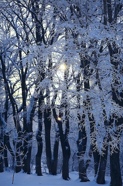 Paisagem de inverno na floresta / clima de neve em janeiro, bela paisagem na floresta de neve, uma viagem ao norte