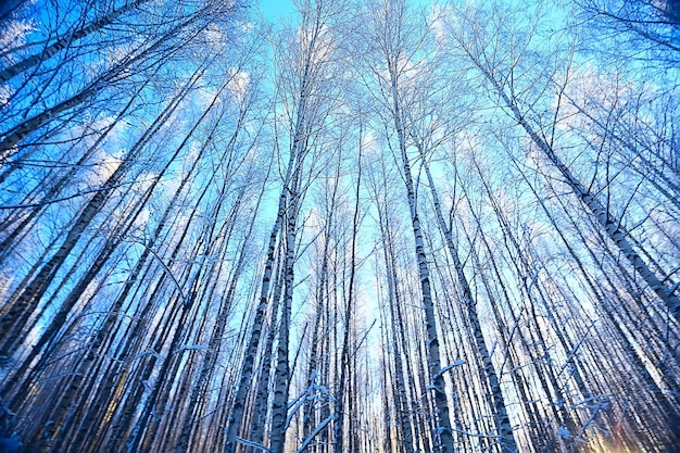 paisagem de inverno na floresta / clima de neve em janeiro, bela paisagem na floresta de neve, uma viagem ao norte