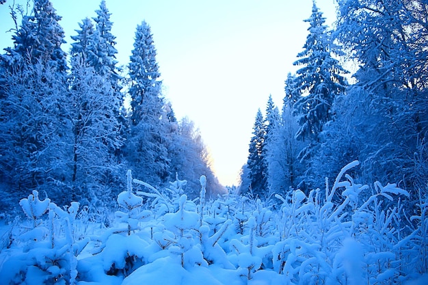 paisagem de inverno na floresta / clima de neve em janeiro, bela paisagem na floresta de neve, uma viagem ao norte