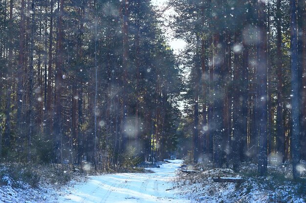 paisagem de inverno na floresta / clima de neve em janeiro, bela paisagem na floresta de neve, uma viagem ao norte