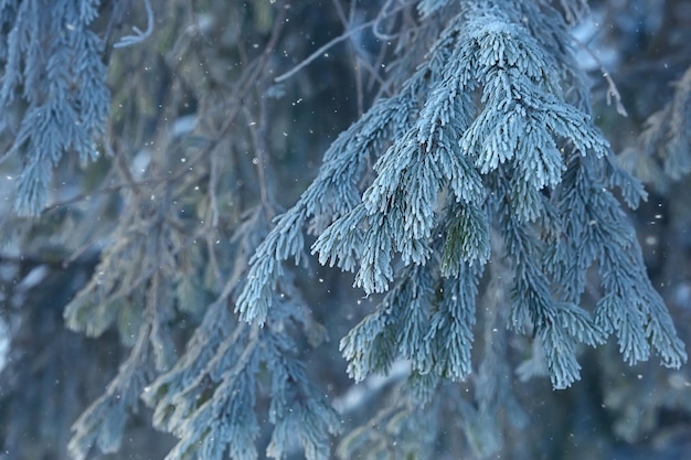 paisagem de inverno na floresta / tempo nevado em janeiro, bela paisagem na floresta nevada, uma viagem ao norte