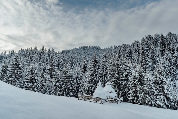 Paisagem de inverno na floresta