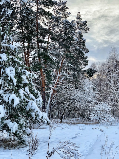 Paisagem de inverno na floresta