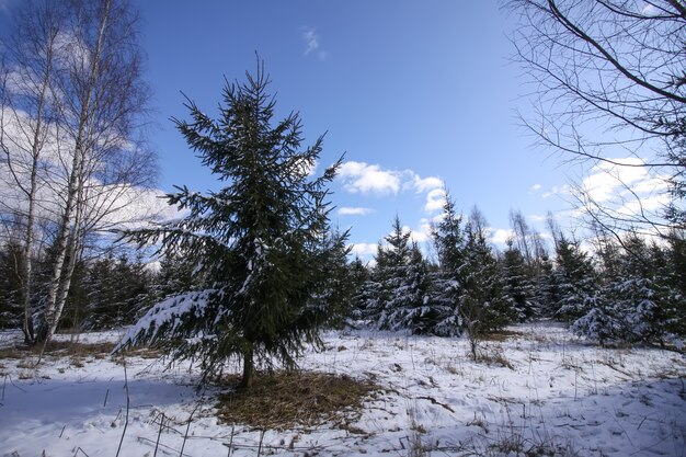 Paisagem de inverno na zona rural. Campo e floresta com árvores de abeto. Natureza em um dia frio e ensolarado.