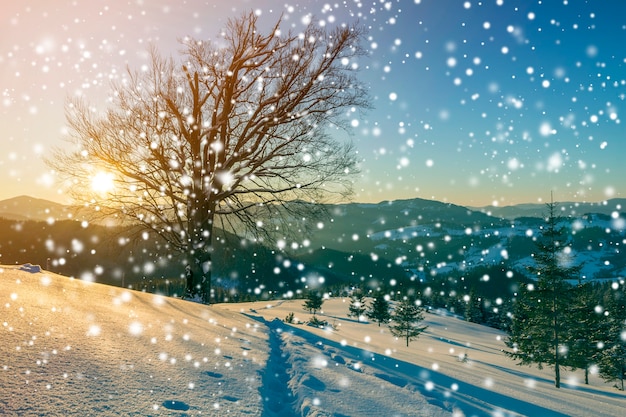 Paisagem de inverno Natal ao amanhecer. Caminho da trilha da pegada humana na neve profunda branca cristalina, floresta de abetos, cordilheira de madeira escura, grandes flocos de neve no fundo do espaço da cópia do céu azul claro.