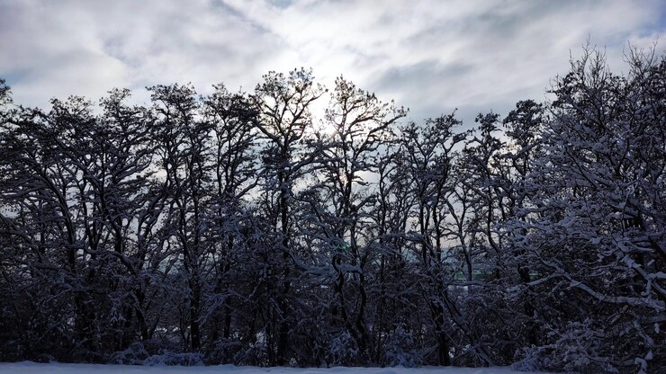 Foto paisagem de inverno nevado com árvores. dia de sol, geada, natureza de inverno