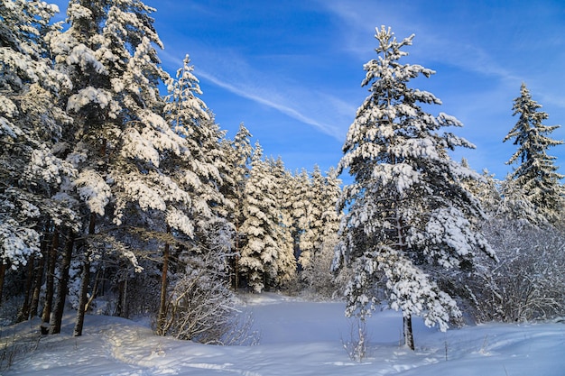 Paisagem de inverno nevado na floresta Floresta nevada Um artigo sobre o inverno