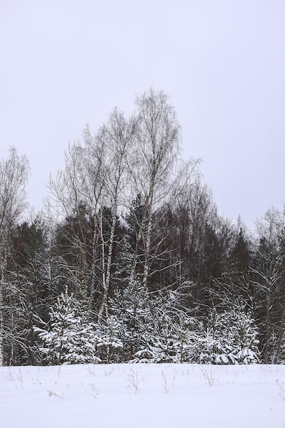 paisagem de inverno no campo