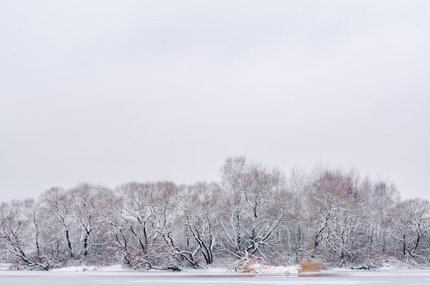 Paisagem de inverno no lago com vista para a costa com árvores