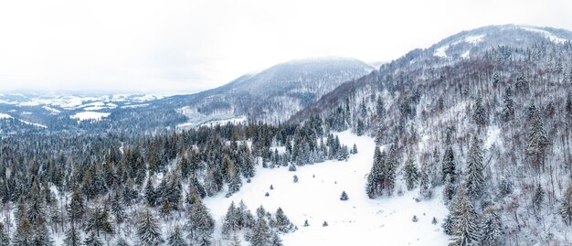 Paisagem de inverno no nevoeiro com neve e galhos cobertos de geadas e neve congelada Foto de alta qualidade