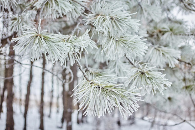 Paisagem de inverno Nos ramos de abeto há grandes acumulações de neve