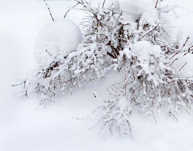 Paisagem de inverno Plantas cobertas de neve