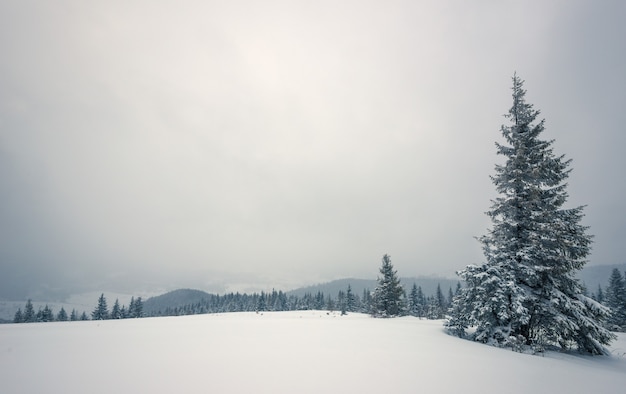 Paisagem de inverno rigorosa, belos pinheiros nevados se destacam contra uma área montanhosa nebulosa em um dia frio de inverno