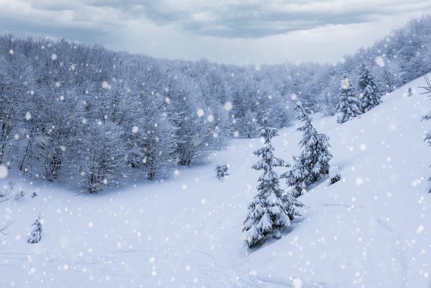 Paisagem de inverno rigorosa com belos pinheiros nevados