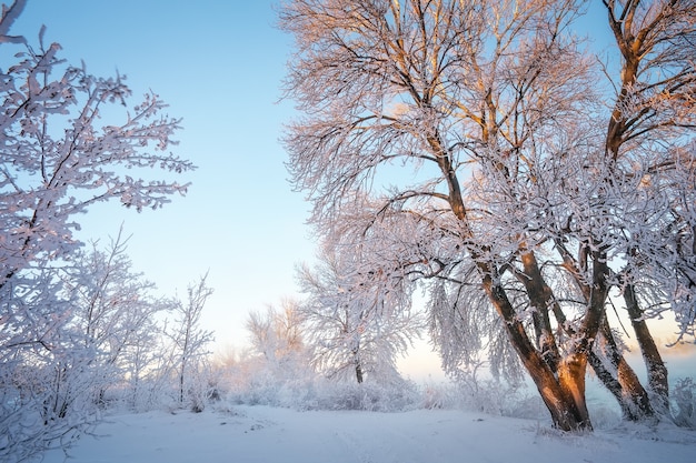 Foto paisagem de inverno. rime nas árvores. composição da natureza.