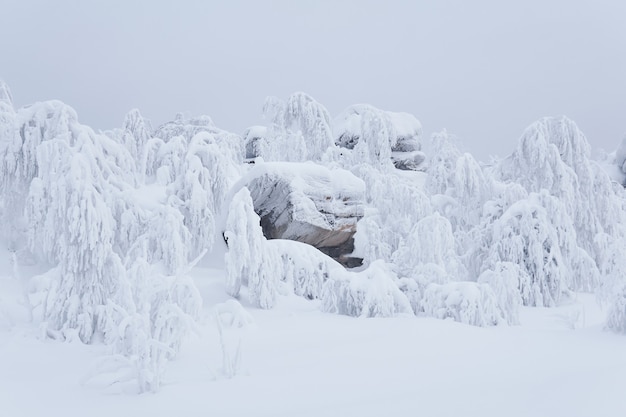 Paisagem de inverno - rochas e árvores bizarras no planalto da montanha estão cobertas de neve profunda